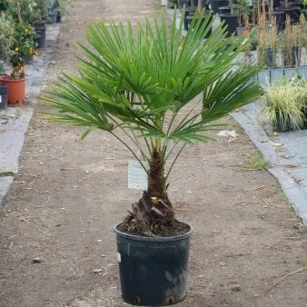 Chusanpalme