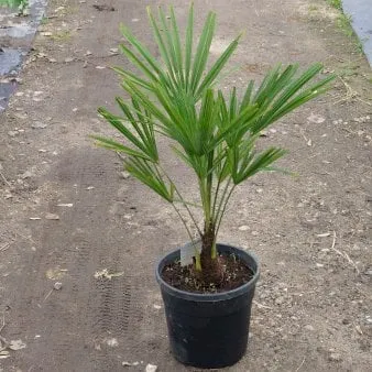 Chusanpalme